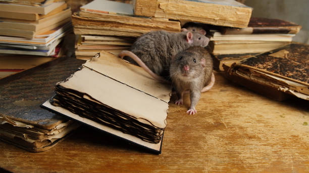 istock A brown rat and old antique books on wooden table. 2201322659