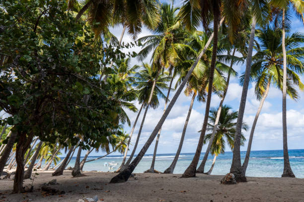 istock Tropical sandy beach in the caribbeans, with coconut palm trees 2201324631