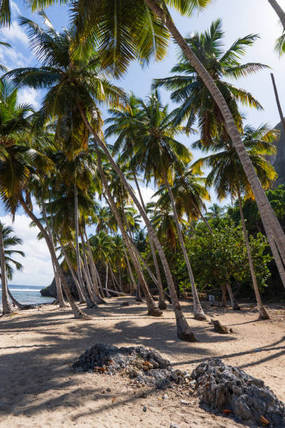 istock Tropical sandy beach in the caribbeans, with coconut palm trees 2201324849