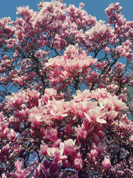 istock Wild pink magnolia tree buds blooming, floral pattern over sunny blue sky 2201326241