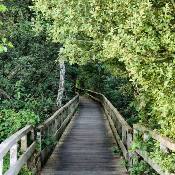 istock A Serene Wooden Pathway Winds Through a Lush Green Forest, Inviting Exploration and Adventure Steinhuder Meer 2201326291