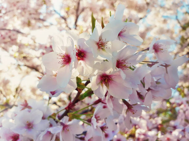 Close up of a wild white cherry tree blooming. Spring flowers background, cluster blossoms on the branch in the park. Beautiful nature seasonal scene.
