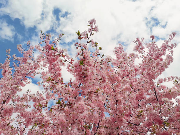 Horizontal extreme closeup photo of stems and flowers on a Pear tree in Spring. New England high country, NSW. Soft focus background.