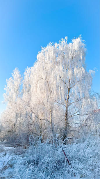 istock Frosty white birch trees. Stunning winter scenery with birch trees covered in frost, glowing against the bright blue sky. 2201328743