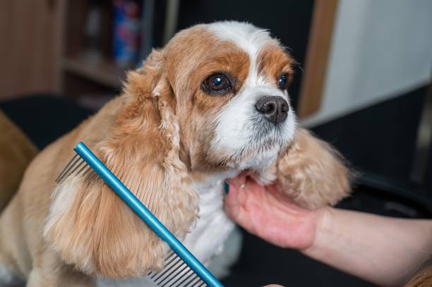 istock Groomer combing Cavalier King Charles Spaniel in grooming salon. 2201330003