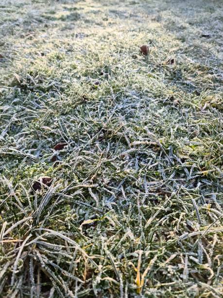 istock Frost covering grass blades on cold winter morning 2201335005
