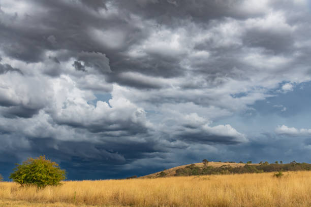 Acacia tree against a gathering thunderstorm - Masai Mara, Kenya