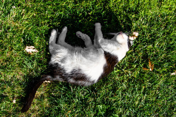 Cute Black & White Kitty Cat Playing on Grass Lawn From Above