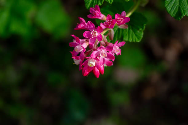 istock Rhododendron hirsutum flower growing in mountains, macro 2201338109