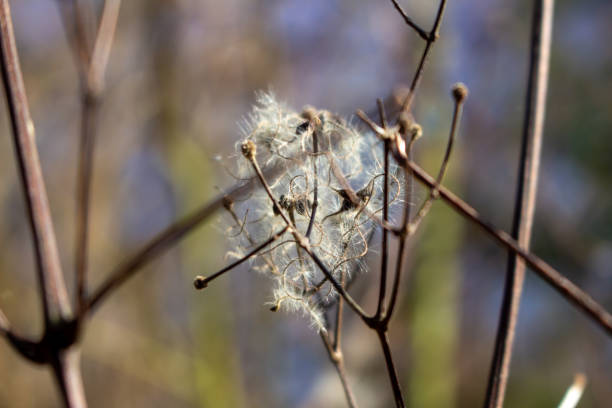 Clematis vitalba in the rays of the winter sun