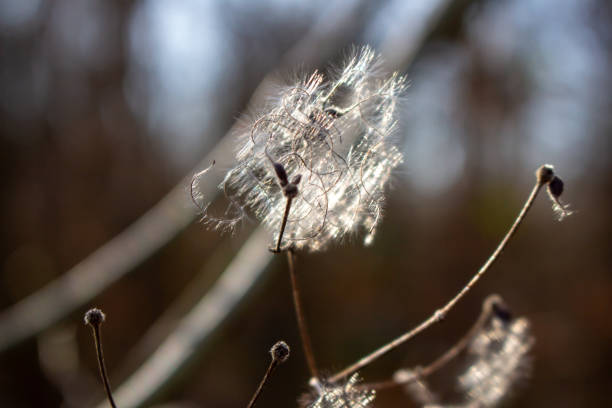 Clematis vitalba in the rays of the winter sun