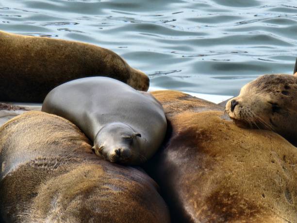 istock Baby Sea Lion Snoozing 2201338822