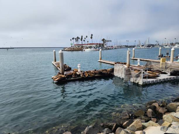 istock Oceanside Harbor Sea Lion Lounging 2201338825