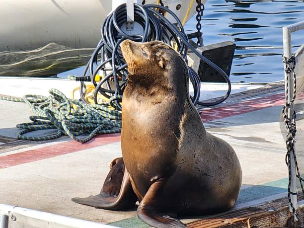 istock Sea Lion Meditation 2201338850