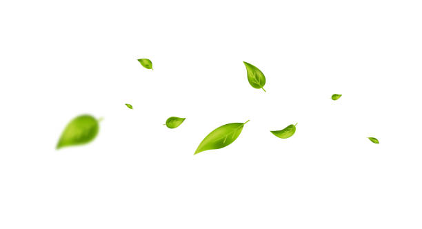 istock Leaf falling wave. Flying leaves banner. Green foliage ornament. Cosmetic pattern border. Beauty design. Vegan, eco, organic product. Fresh tea background. Vector illustration 2201340502