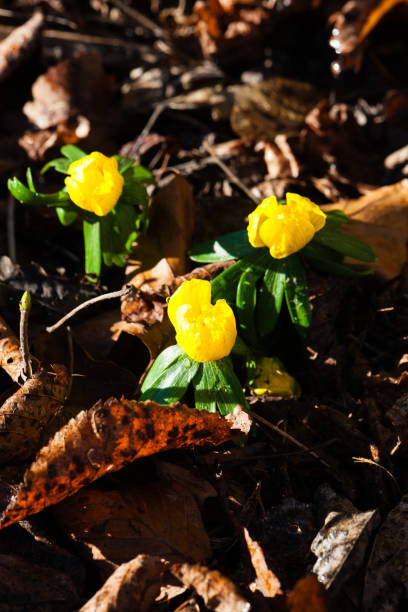 Beautiful Eranthis (Winter Aconite) flowers in a forest