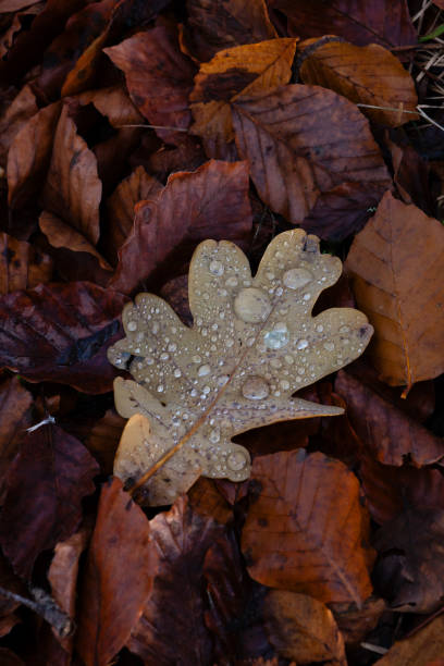 November 17, 2024: Beautiful leaf with droplets of rain laying on the forest floor