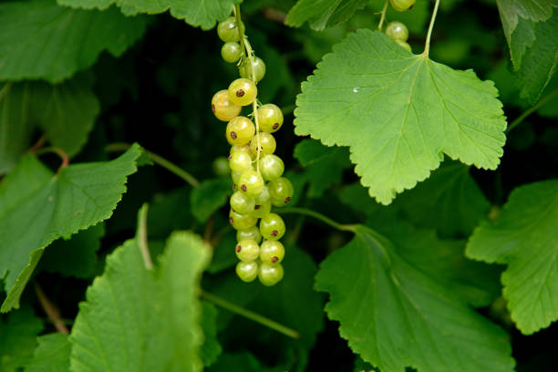 istock Fresh ripe  yellow black currant berries in the garden 2201342754