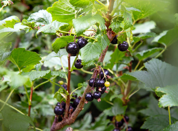 Bush of black currant with ripe bunches of berries and leaves