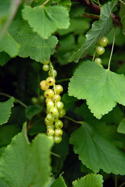 istock Fresh ripe  yellow black currant berries in the garden 2201342815