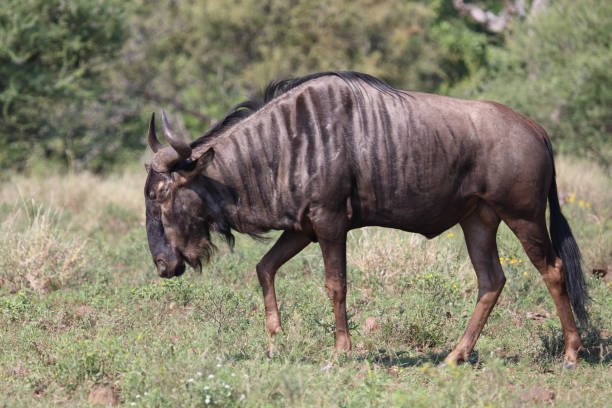 istock Streifengnu / Blue wildebeest / Connochaetes taurinus 2201343144