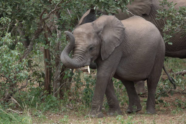 istock Afrikanischer Elefant / African elephant / Loxodonta africana 2201344063