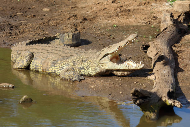istock Nilkrokodil / Nile crocodile / Crocodylus niloticus 2201344510