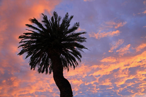 Palm tree, sunset on Hvar Island, Croatia