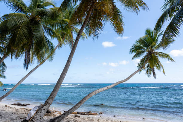 istock Tropical sandy beach in the caribbeans, with coconut palm trees 2201348422