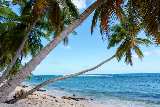 istock Tropical sandy beach in the caribbeans, with coconut palm trees 2201348444