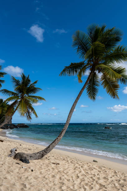 istock Tropical sandy beach in the caribbeans, with coconut palm trees 2201348856