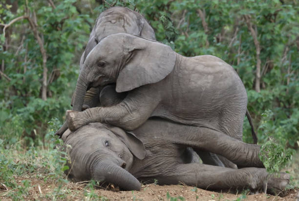 Afrikanischer Elefant / African elephant / Loxodonta africana