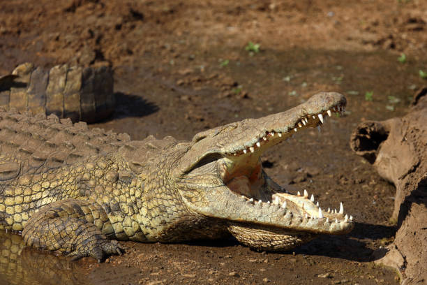 istock Nilkrokodil / Nile crocodile / Crocodylus niloticus 2201350723