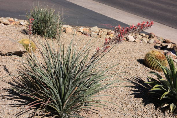 istock Flowering Yucca and barrel cacti in xeriscaping 2201350732