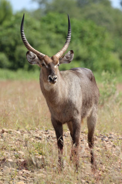 istock Wasserbock / Waterbuck / Kobus ellipsiprymnus 2201351601