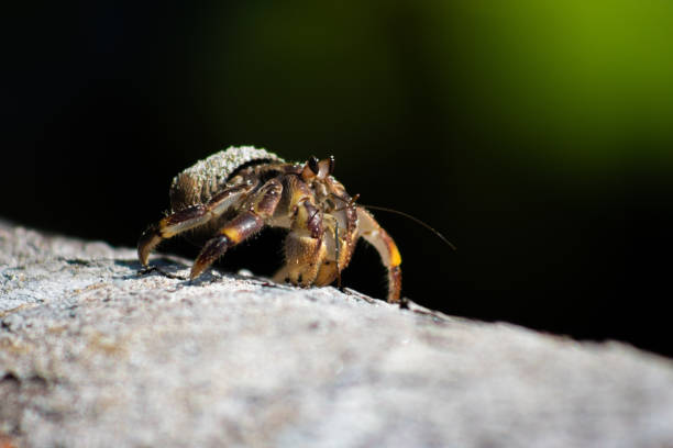 Hermit Crab on a rocky beach looking for a new home on the island of Okinawa Japan