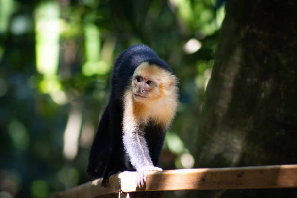 Closeup shot of an animal. Including bokeh on a sunny day.