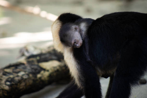 A baby infant capuchin monkey sleeps on it's mother's back as she walks on the beach. The infant is hanging on whilst barely awake. We can see it's little face. Mother / Baby emotions.