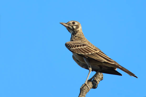 istock Drossellerche / Dusky lark / Pinarocorys nigricans 2201352292