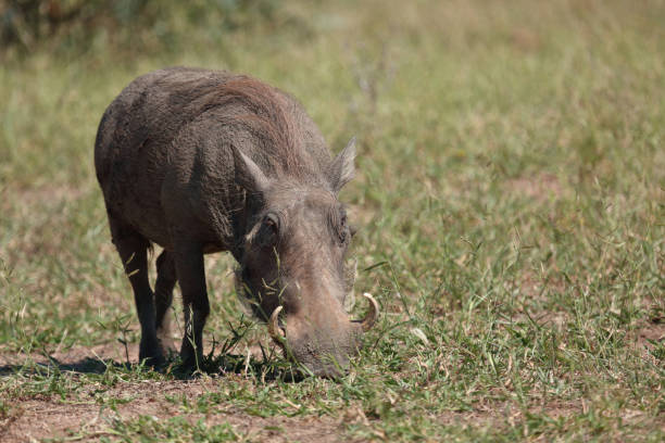 istock Warzenschwein / Warthog / Phacochoerus africanus 2201352294