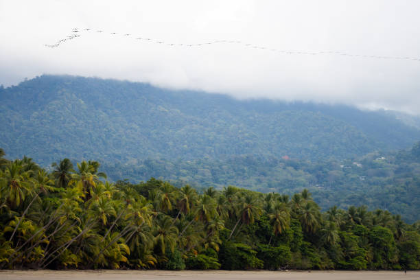 A breathtaking view of a tropical rainforest meeting the coastline, with lush green palm trees lining the shore. Towering mist-covered mountains rise in the background, creating a serene and untouched natural landscape. Above, a flock of brown pelican birds soars gracefully through the cloudy sky, adding movement and a sense of freedom to the scene. This image captures the beauty and biodiversity of tropical environments, perfect for themes of nature, travel, and conservation. Location:Uvita, Costa Rica
