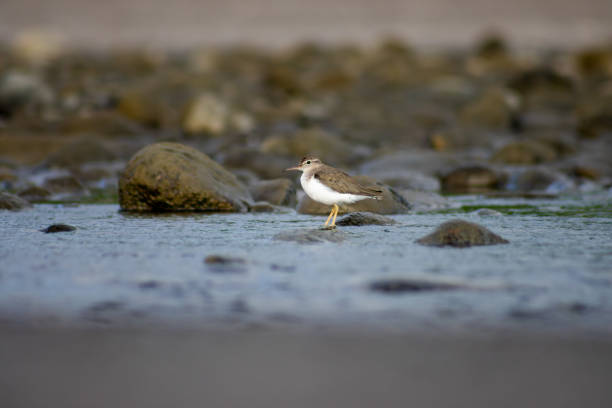 A small sandpiper bird with brown and white plumage stands on a rock in a shallow, flowing stream. The bird's delicate yellow legs contrast with the cool blue water, while the rocky background adds depth to the natural setting. The soft focus on the surroundings emphasizes the bird as the main subject, capturing a serene moment in its wetland habitat.