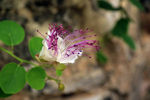 Wild Caper flower, Hvar island, Croatia