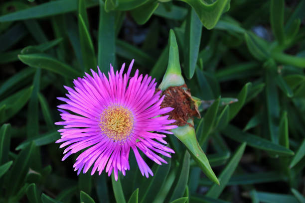 Wild flowers on Hvar island in Croatia