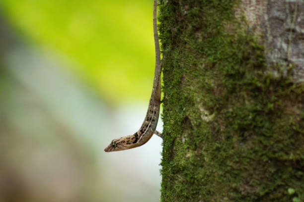 istock Camouflaged Lizard Clings to Mossy Tree Trunk 2201353893