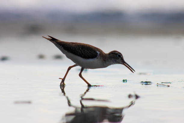 A sandpiper in Costa Rica darts along the shoreline, its slender legs moving quickly as it follows the ebb and flow of the waves. Its tiny, delicate frame is covered in soft, speckled feathers of brown, white, and gray, blending seamlessly with the sandy beach. With a thin, pointed beak, it probes the wet sand in search of tiny crustaceans and insects, pausing only to tilt its head as if listening to the whispers of the ocean.Animal: Spotted SandpiperLocation: Costa Rica, Manuel Antonio Park