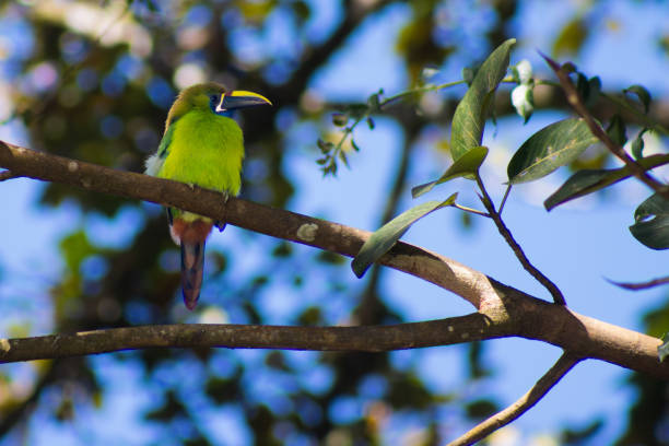 Beautiful green Emerald Toucanet perched on a tree branch. The background consists of blurred green foliage and a bright blue sky. The toucan bird has vibrant green plumage, a brownish head, a distinctive yellow-black beak, and a long tail with a mix of colors. Location: Monteverde, Costa Rica
