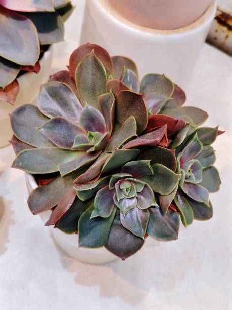 Echeveria 'Perle von Nurnberg'