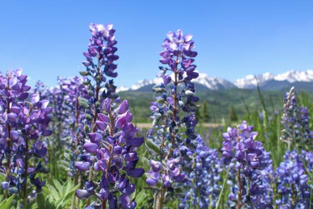 istock Lupine flowers 3 2201356396