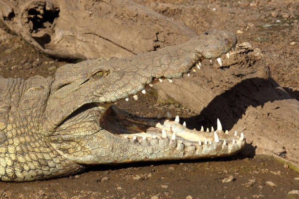 istock Nilkrokodil / Nile crocodile / Crocodylus niloticus 2201359436